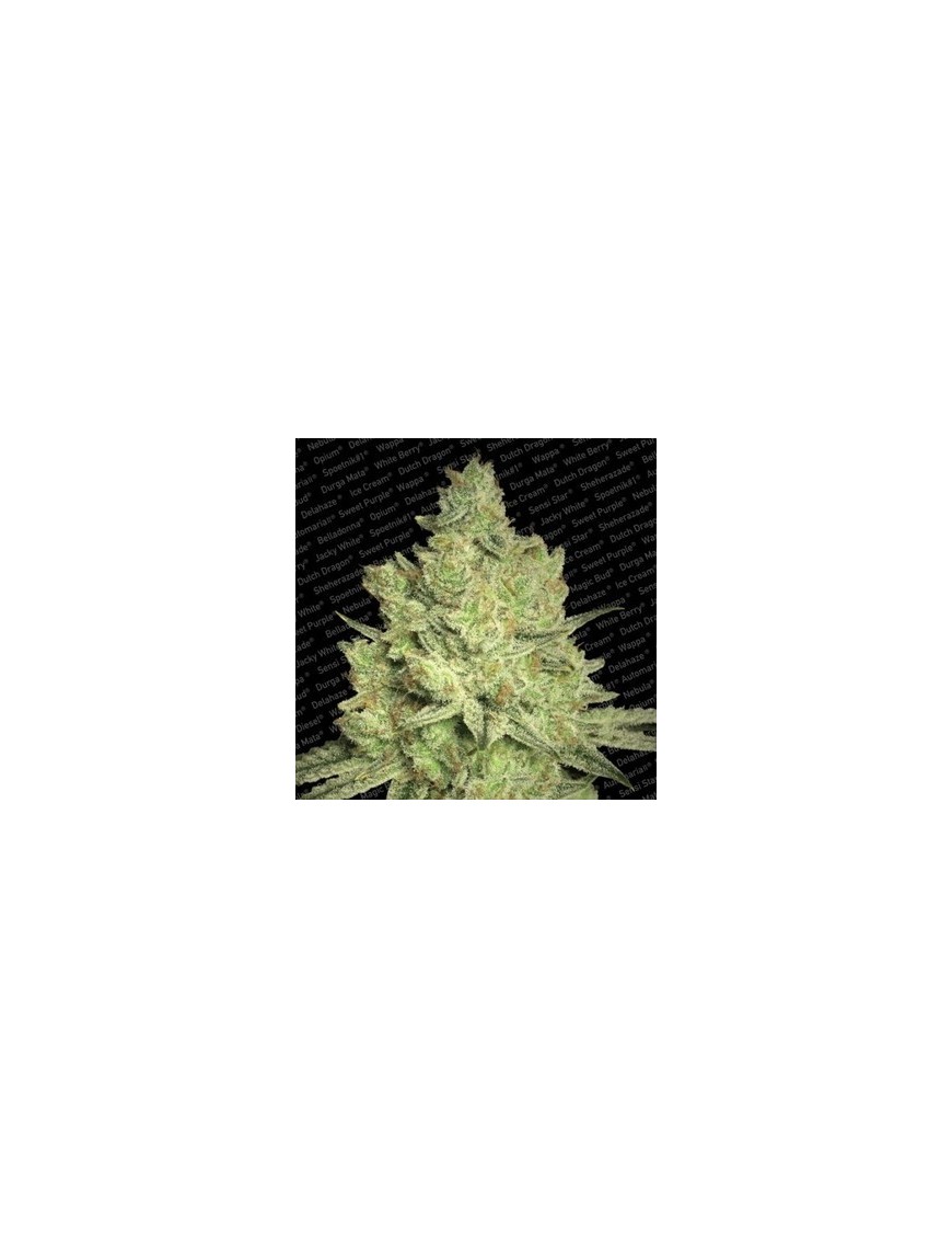 Jacky White Feminiz.- Paradise Seeds