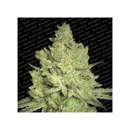 Jacky White Feminiz.- Paradise Seeds