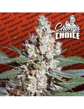 Los Ángeles Amnesia Femminiz. - Paradise Seeds