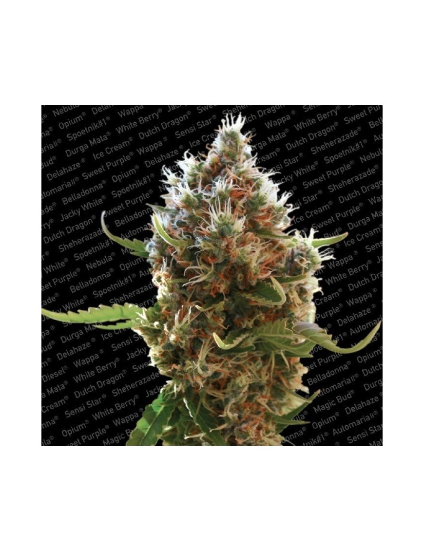 Lucid Bolt Feminiz.- Paradise Seeds