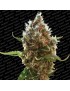 Lucid Bolt Feminiz.- Paradise Seeds