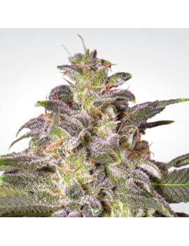 Magic Bud Feminiz.- Paradise Seeds