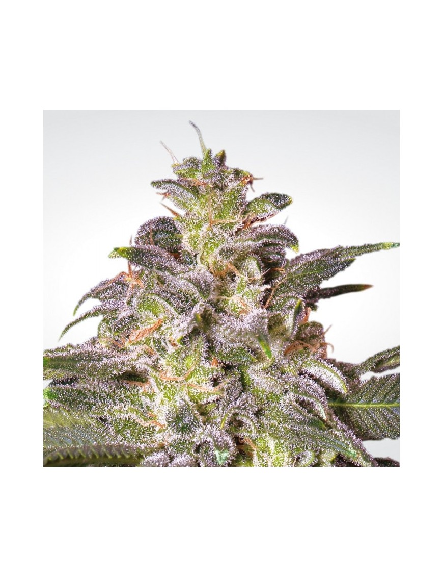 Magic Bud Feminiz.- Paradise Seeds