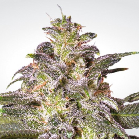 Magic Bud Feminiz.- Paradise Seeds