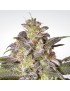 Magic Bud Feminiz.- Paradise Seeds