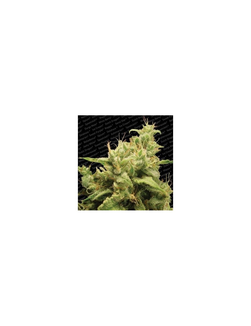 Opium Femminiz. -Ja- Paradise Seeds