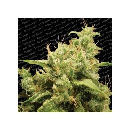 Opium Femminiz. -Ja- Paradise Seeds