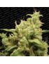 Opium Femminiz. -Ja- Paradise Seeds