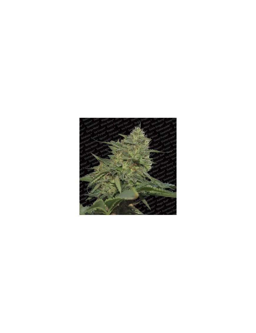 Original Cheese Feminiz.- Paradise Seeds