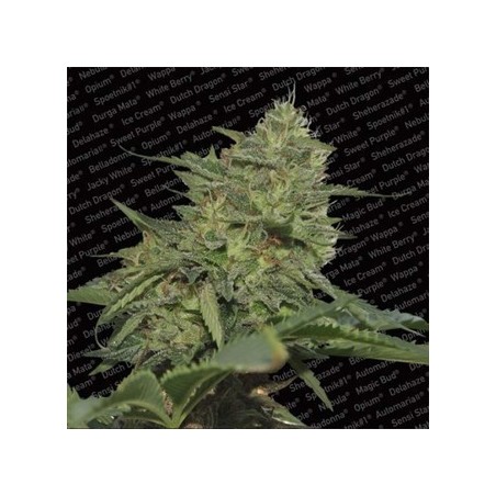 Original Cheese Feminiz.- Paradise Seeds