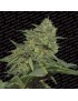 Original Cheese Feminiz.- Paradise Seeds