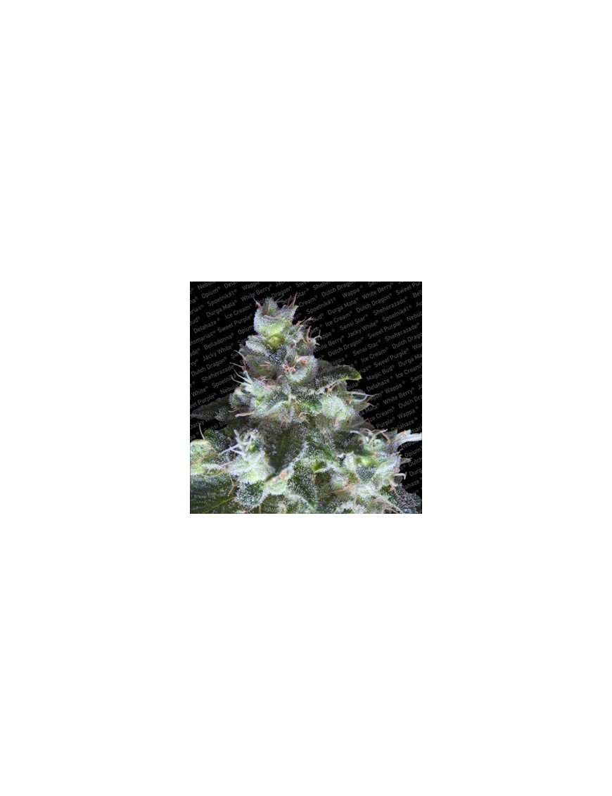 Original White Widow Femminiz. -Ja- Paradise Seeds