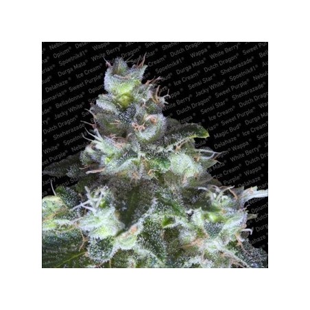 Original White Widow Femminiz. -Ja- Paradise Seeds