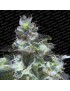 Original White Widow Femminiz. -Ja- Paradise Seeds