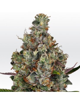 Rainbow Road Femminiz. -Ja- Paradise Seeds