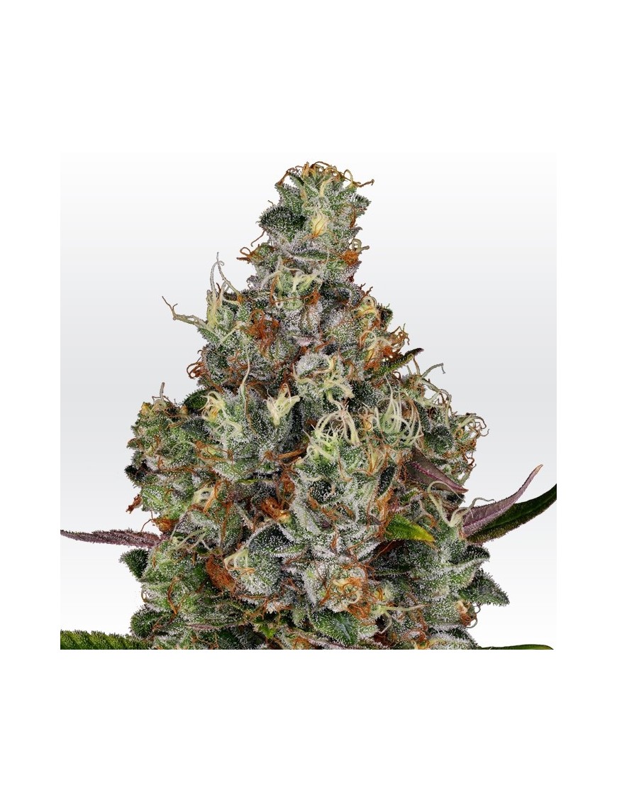 Rainbow Road Femminiz. -Ja- Paradise Seeds