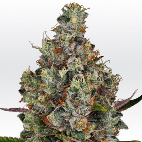 Rainbow Road Femminiz. -Ja- Paradise Seeds