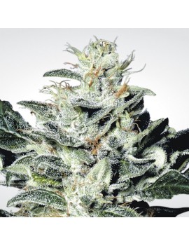 Sensi Star Femminiz. -Ja- Paradise Seeds