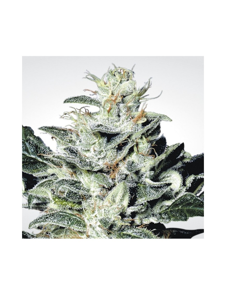 Sensi Star Femminiz. -Ja- Paradise Seeds