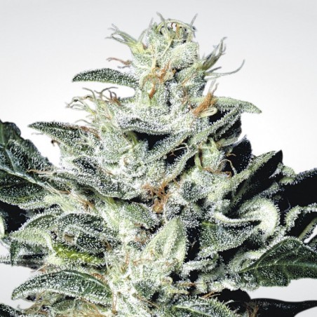 Sensi Star Femminiz. -Ja- Paradise Seeds