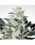 Sensi Star Femminiz. -Ja- Paradise Seeds