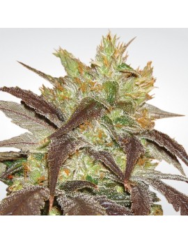 Spoetnik 1 Feminiz.- Paradise Seeds