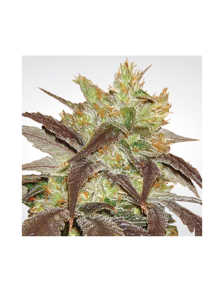 Spoetnik 1 Feminiz.- Paradise Seeds