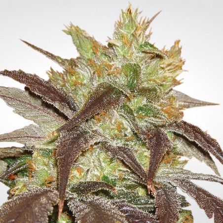 Spoetnik 1 Feminiz.- Paradise Seeds