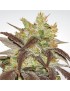 Spoetnik 1 Feminiz.- Paradise Seeds