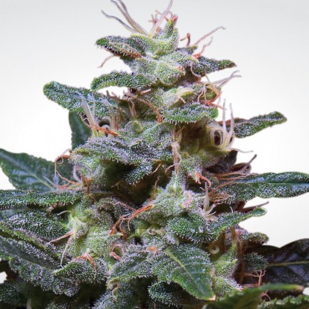 Sweet Purple Femminiz. -Ja- Paradise Seeds