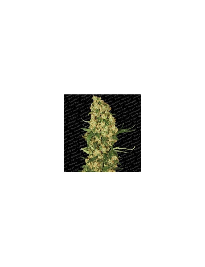 Wappa Feminiz.- Paradise Seeds