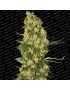 Wappa Feminiz.- Paradise Seeds