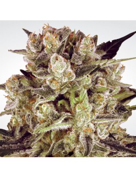 Durga Mata II CBD Femminiz. -Ja- Paradise Seeds