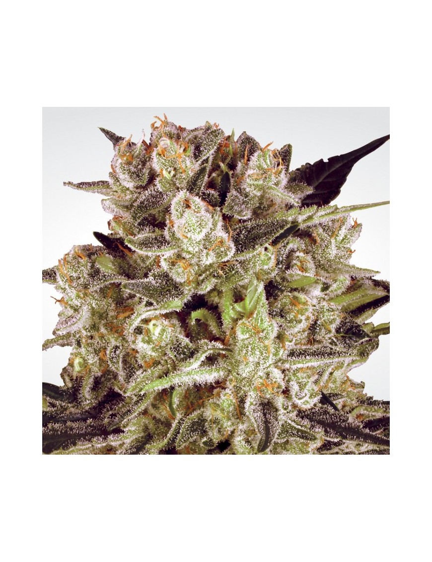 Durga Mata II CBD Femminiz. -Ja- Paradise Seeds