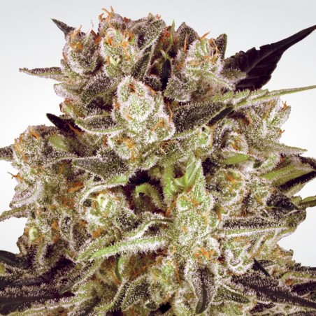 Durga Mata II CBD Femminiz. -Ja- Paradise Seeds