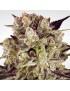 Durga Mata II CBD Femminiz. -Ja- Paradise Seeds