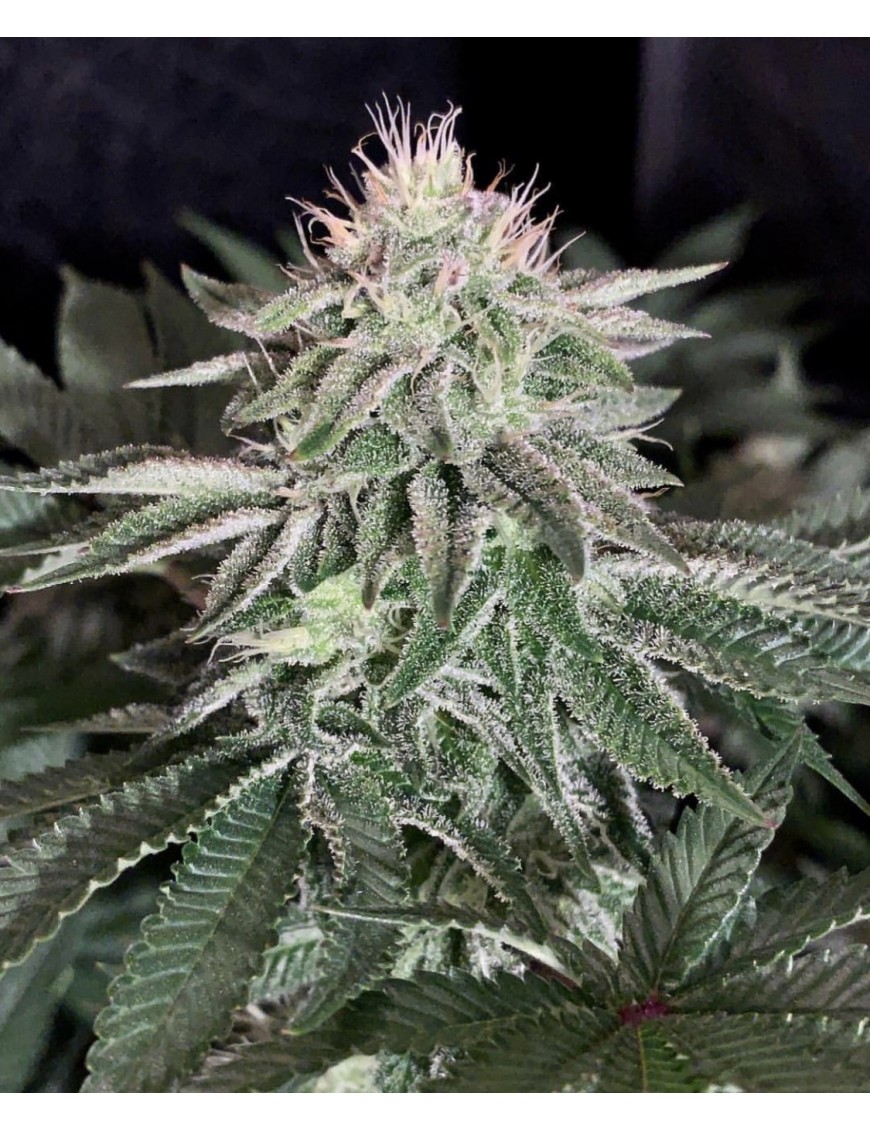 Boda de Cake Auto - Phenofinder Seeds