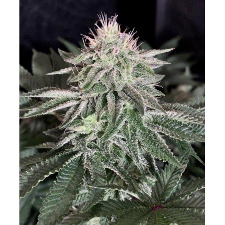 Boda de Cake Auto - Phenofinder Seeds