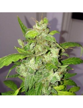 Lemon Bubble Auto - Phenofinder Samen