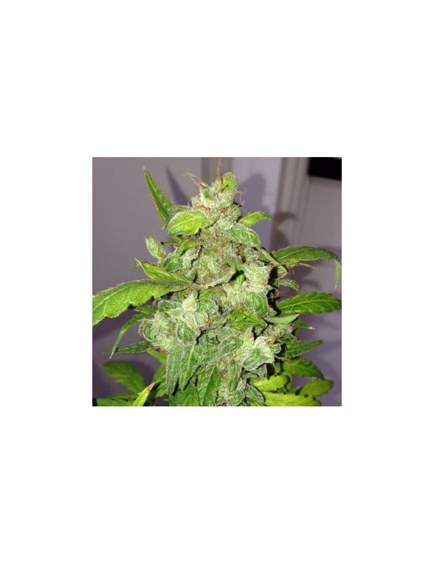 Lemon Bubble Auto - Phenofinder Samen