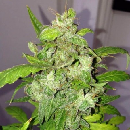 Lemon Bubble Auto - Phenofinder Samen