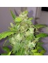 Lemon Bubble Auto - Phenofinder Samen