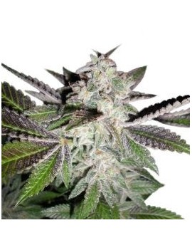 Sunset, auch bekannt als Sunset Sherbet Auto – Phenofinder Seeds