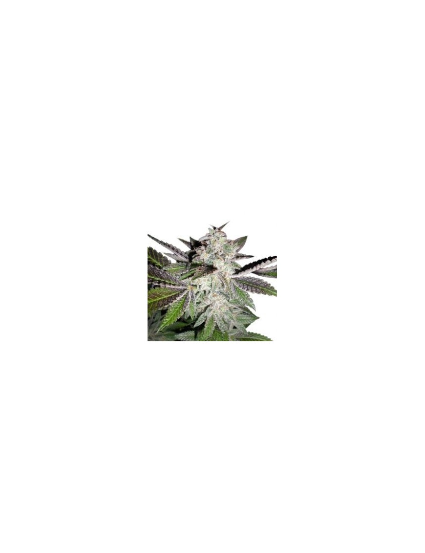 Sunset, auch bekannt als Sunset Sherbet Auto – Phenofinder Seeds