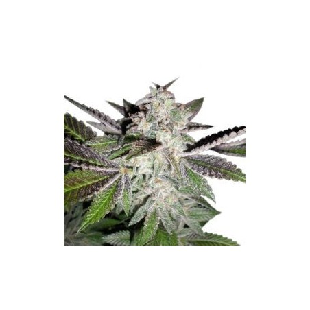 Sunset, auch bekannt als Sunset Sherbet Auto – Phenofinder Seeds