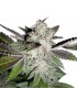 Sunset, auch bekannt als Sunset Sherbet Auto – Phenofinder Seeds