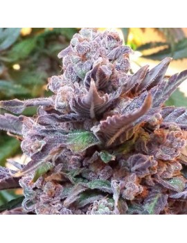 Purple Strawberry Bliss - Phenofinder Seeds