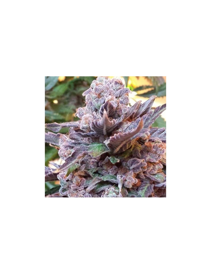 Purple Strawberry Bliss - Phenofinder Seeds