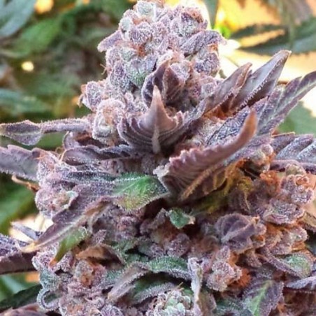 Purple Strawberry Bliss – Pheno Finder Seeds