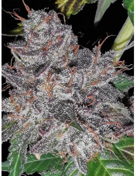 Pastel de arco iris - Phenofinder Seeds